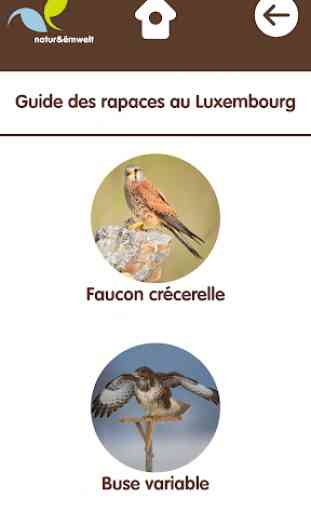 Rapaces au Luxembourg 2