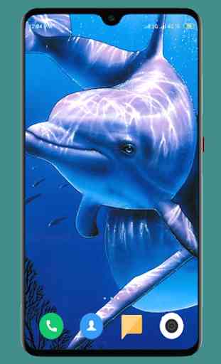 Dolphin Wallpaper HD 4