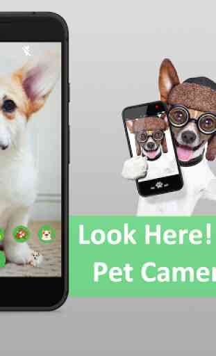 Look Here - Pet Camera 1