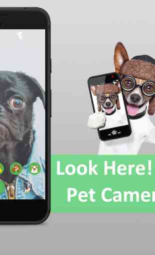 Look Here - Pet Camera 2
