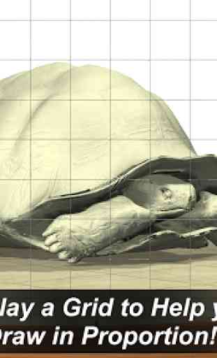 Tortoise Mannequin 3