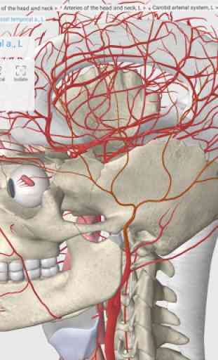 3D Organon Anatomy 4