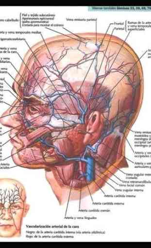 Anatomia umana Studia il corpo umano 3D 3