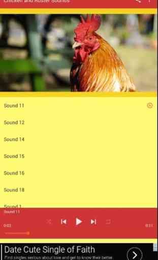 Chicken Rooster Sounds 1