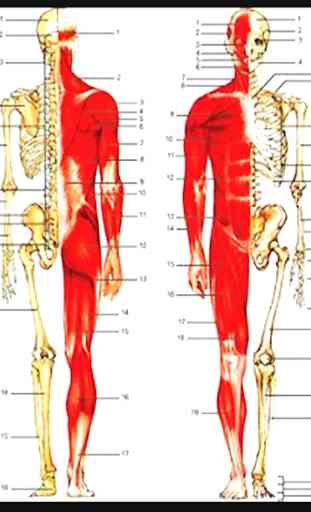 Il corpo umano 3D ossa, muscoli ... 1