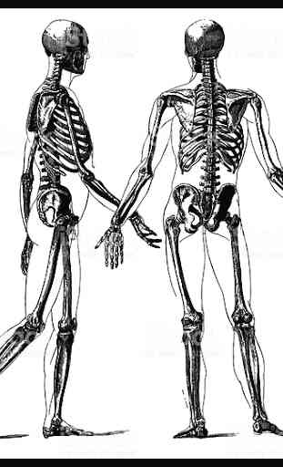 Il corpo umano 3D ossa, muscoli ... 2