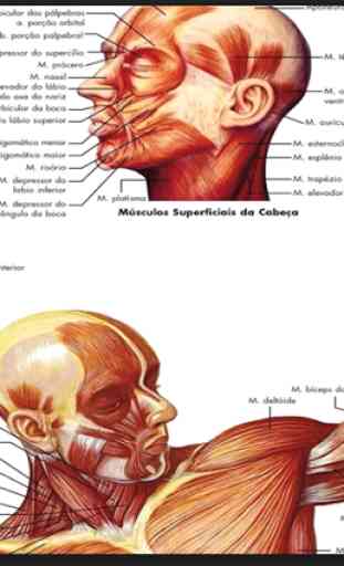 Il corpo umano 3D ossa, muscoli ... 3