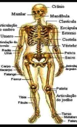 Il corpo umano 3D ossa, muscoli ... 4