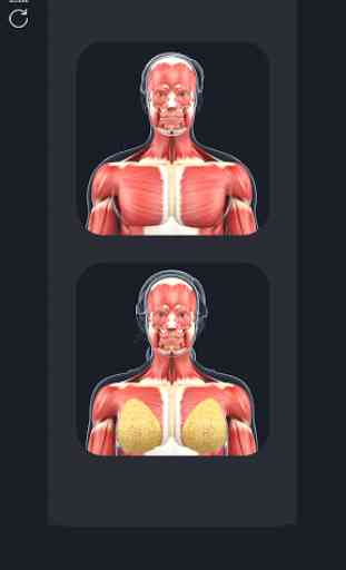 Muscle Anatomy Pro. 1