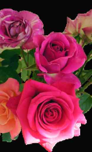 Wonderful Flowers Roses images Gif 2