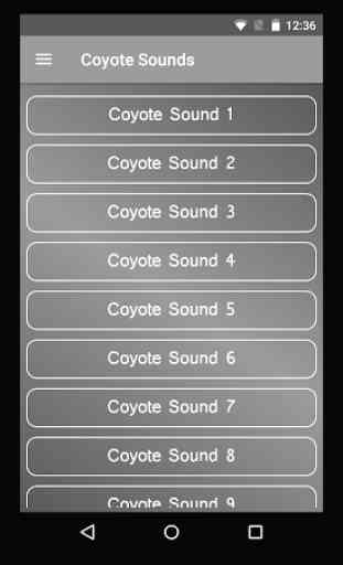 Coyote Sounds 1