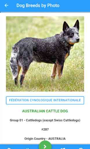 Dog Breeds Recognized by FCI 3