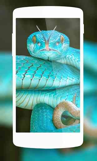 Snake Wallpaper HD 1