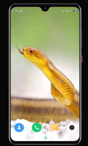 Snake Wallpaper HD 2