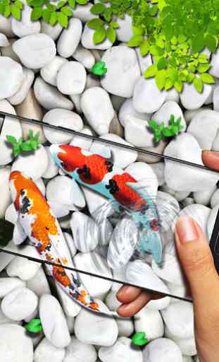 Fish Live wallpaper 2019: 3D Aquarium Koi Pond 1