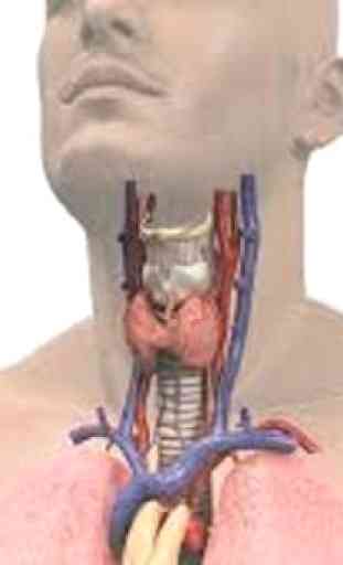 Anatomia e fisiologia umana 3D 4
