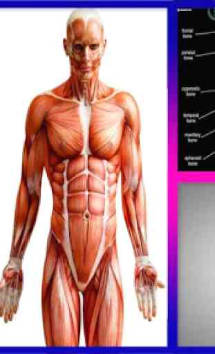 Anatomia umana 3D 1