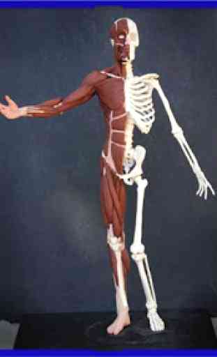 Anatomia umana 3D 2