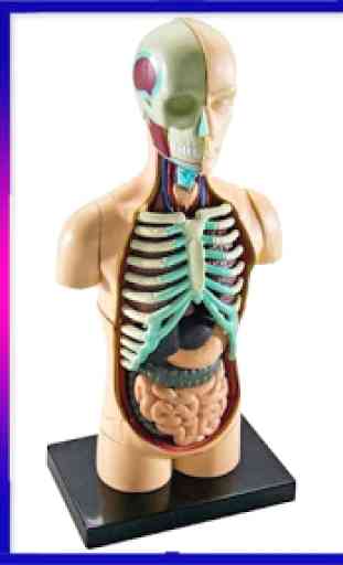 Anatomia umana 3D 3
