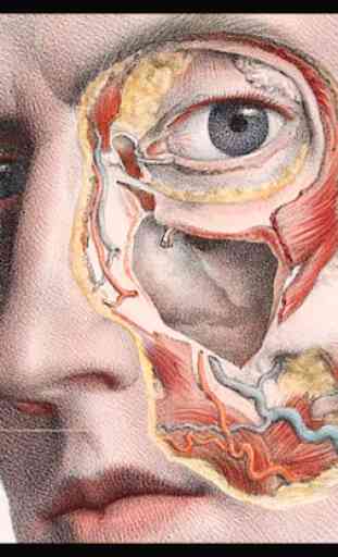 Anatomia umana 3D. Corpo umano e funzioni 3