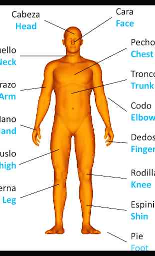 Il corpo umano in 3D. Anatomia umana 3