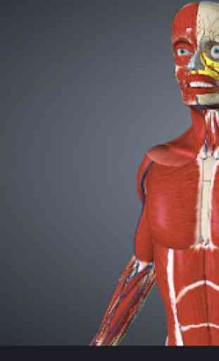 Il corpo umano in 3D. Anatomia umana 4