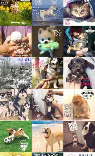 Pet Pictures - Photo Editor - Pet Face Wallpapers 1