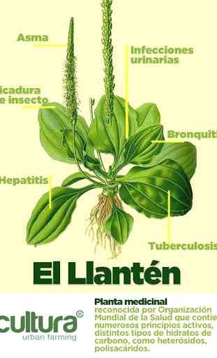 Plantas Medicinales  Usos Para Enfermedades 4
