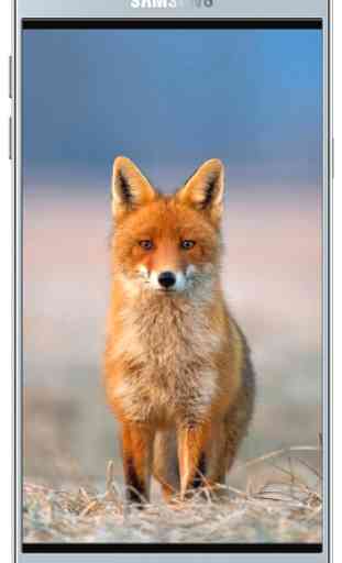 Fox Wallpaper HD 4