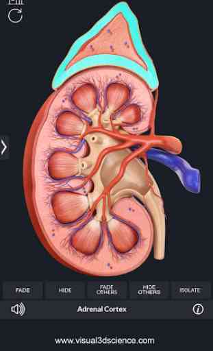 Kidney Anatomy Pro. 4