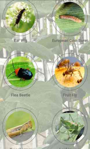 Organic Garden Pest Management 2