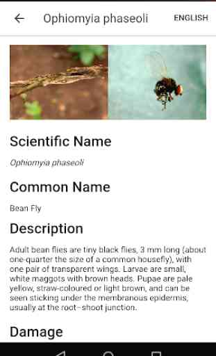 Pest ID 1