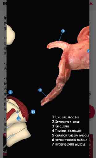 Equine Upper Respiratory Tract Guide 4