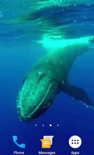 Whale HD Video Live Wallpaper 2