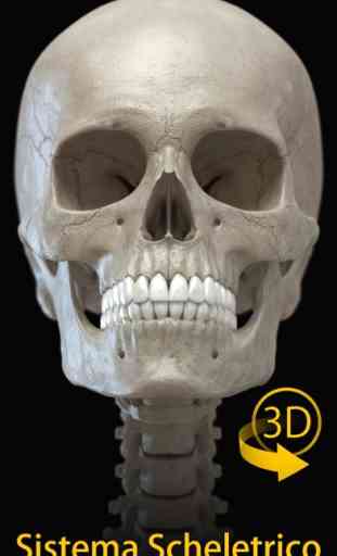 Scheletro Anatomia 3D 1
