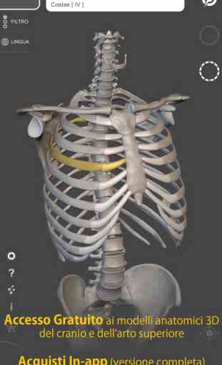 Scheletro Anatomia 3D 2