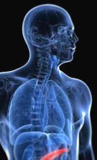 Anatomia e fisiologia umana 3D 2