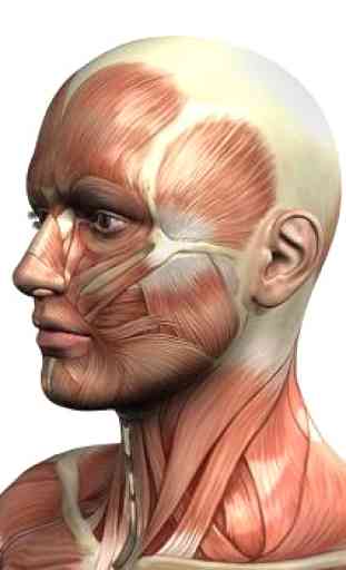 Anatomia e fisiologia umana 3D 3
