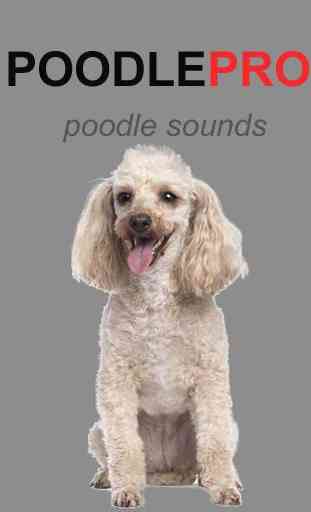 Poodle Dog Sounds & Dog Barks 1