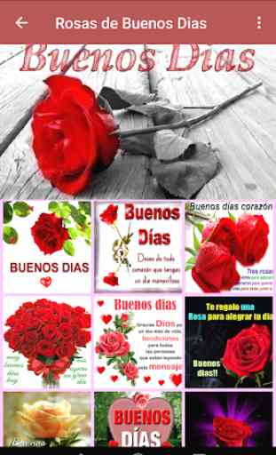 Rosas de Buenos Dias 4