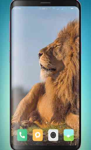 Lion Wallpaper HD 2