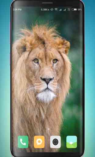 Lion Wallpaper HD 4