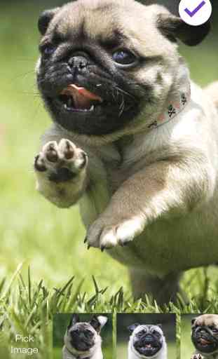 Pug Run Cute Dog Lock Screen 3