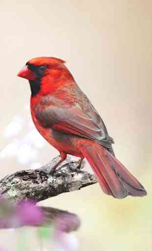Cardinal Bird sounds 2019 2