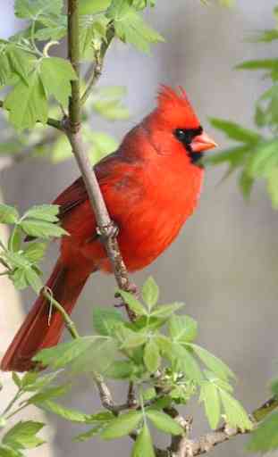 Cardinal Bird sounds 2019 3