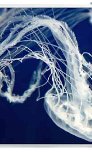 Sfondo Jellyfish 1