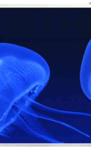 Sfondo Jellyfish 2