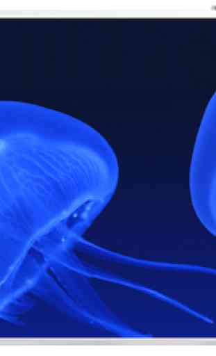 Sfondo Jellyfish 3
