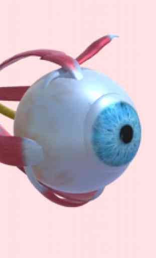 Eye Anatomy Atlas 1