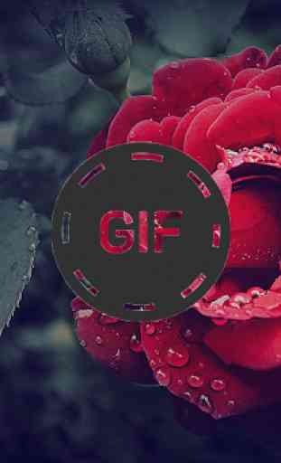 Immagini animate di fiori e rose Gif 3